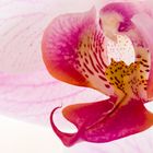 Orchideenblüte_1