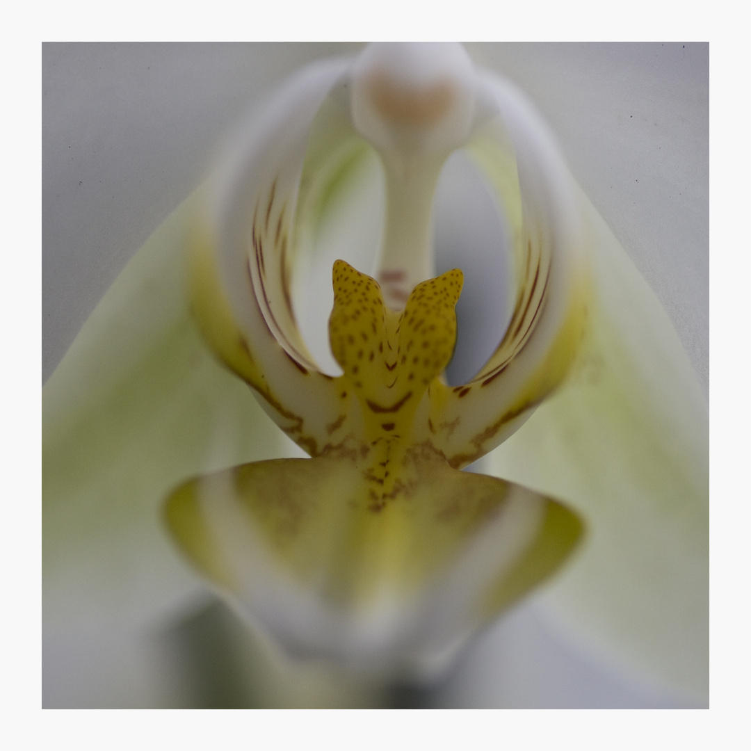 Orchideenblüte2