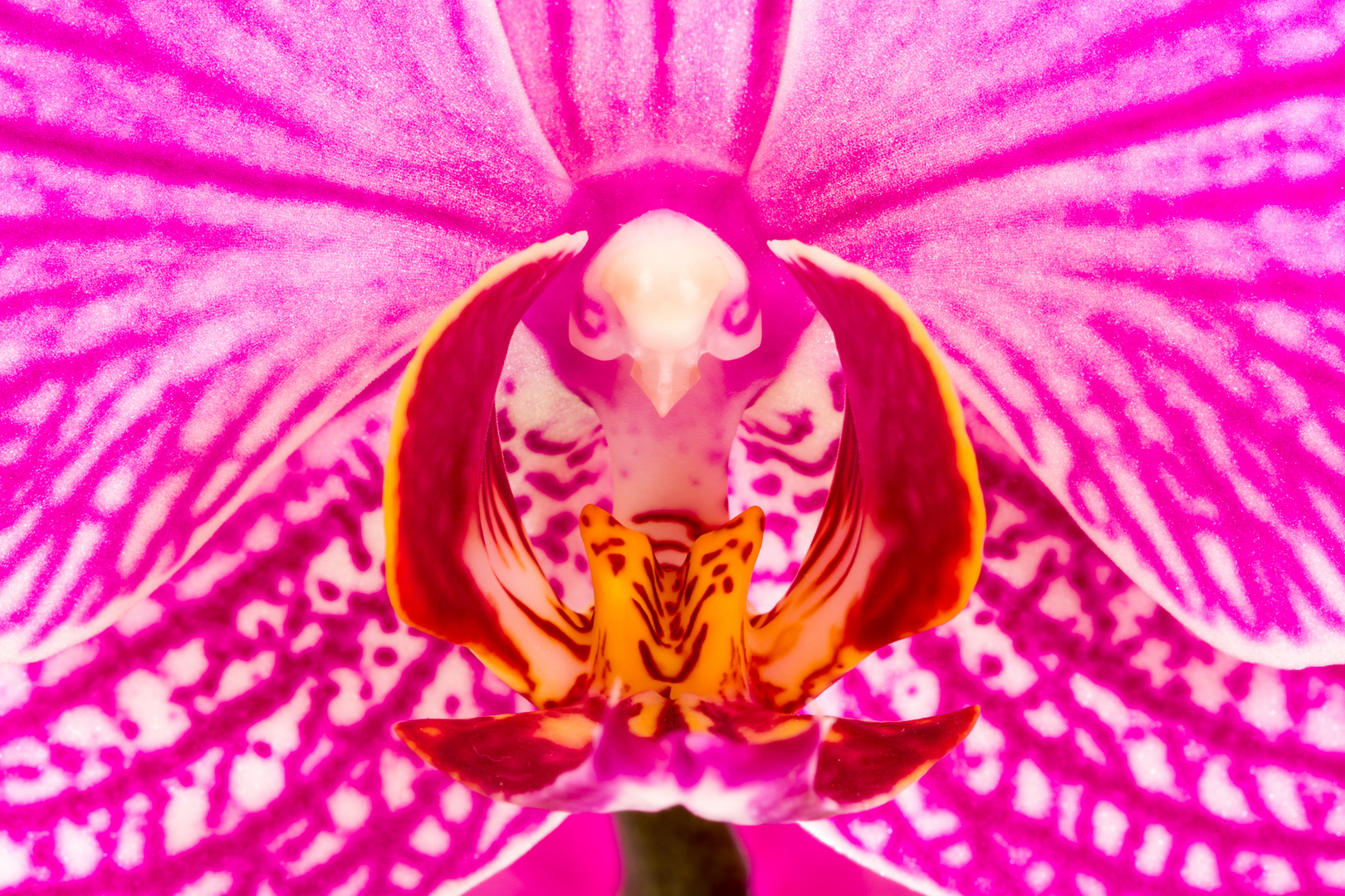 Orchideenblüte_2