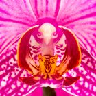 Orchideenblüte_2