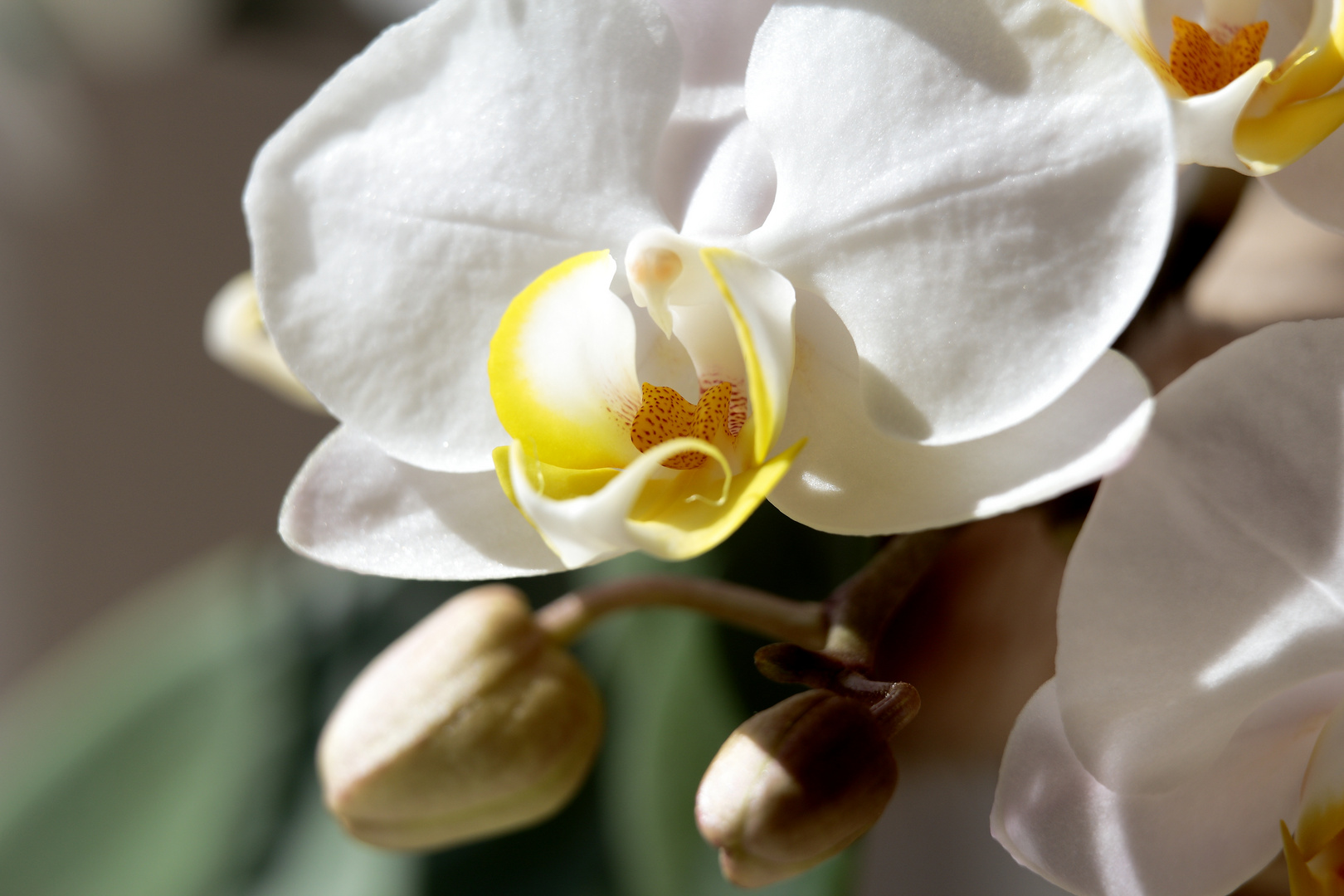 Orchideenblüten Foto & Bild | pflanzen, pilze & flechten, blüten ...