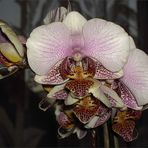 Orchideenblüten...