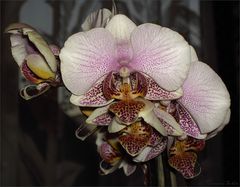 Orchideenblüten...