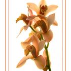 Orchideenblüten-1