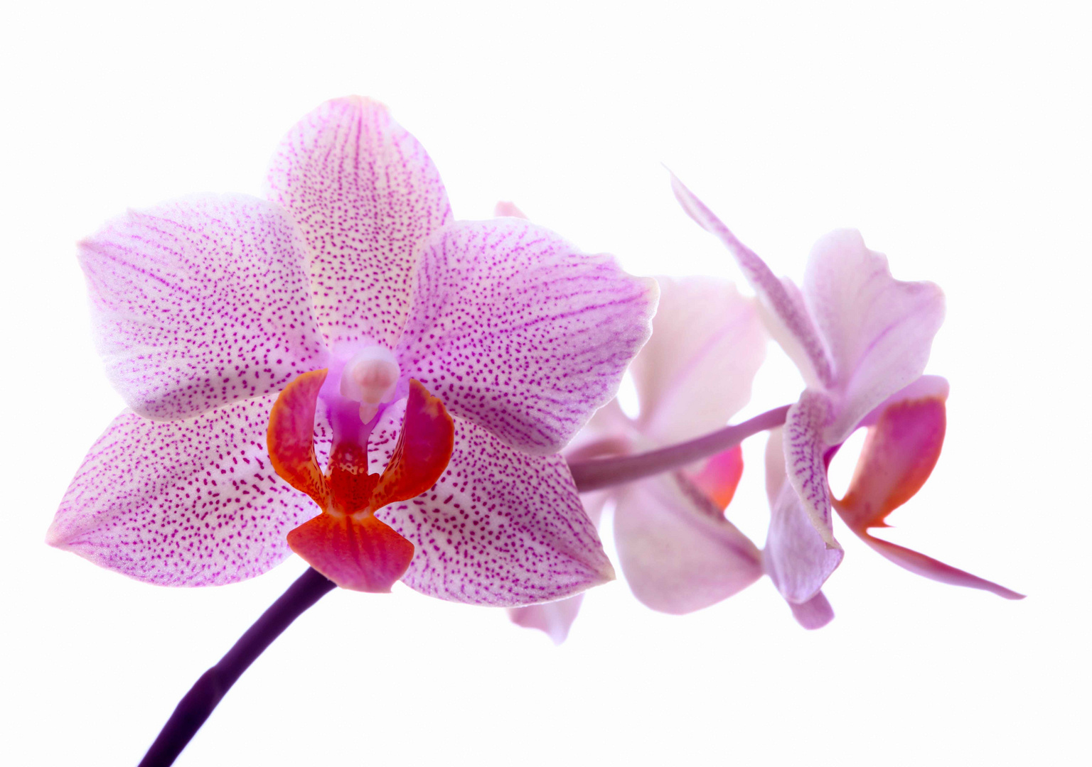 Orchideenblüten #1