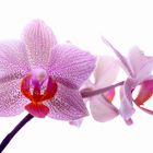 Orchideenblüten #1