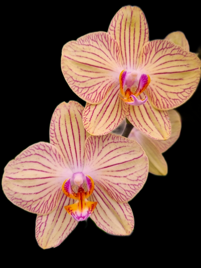 Orchideenblüten