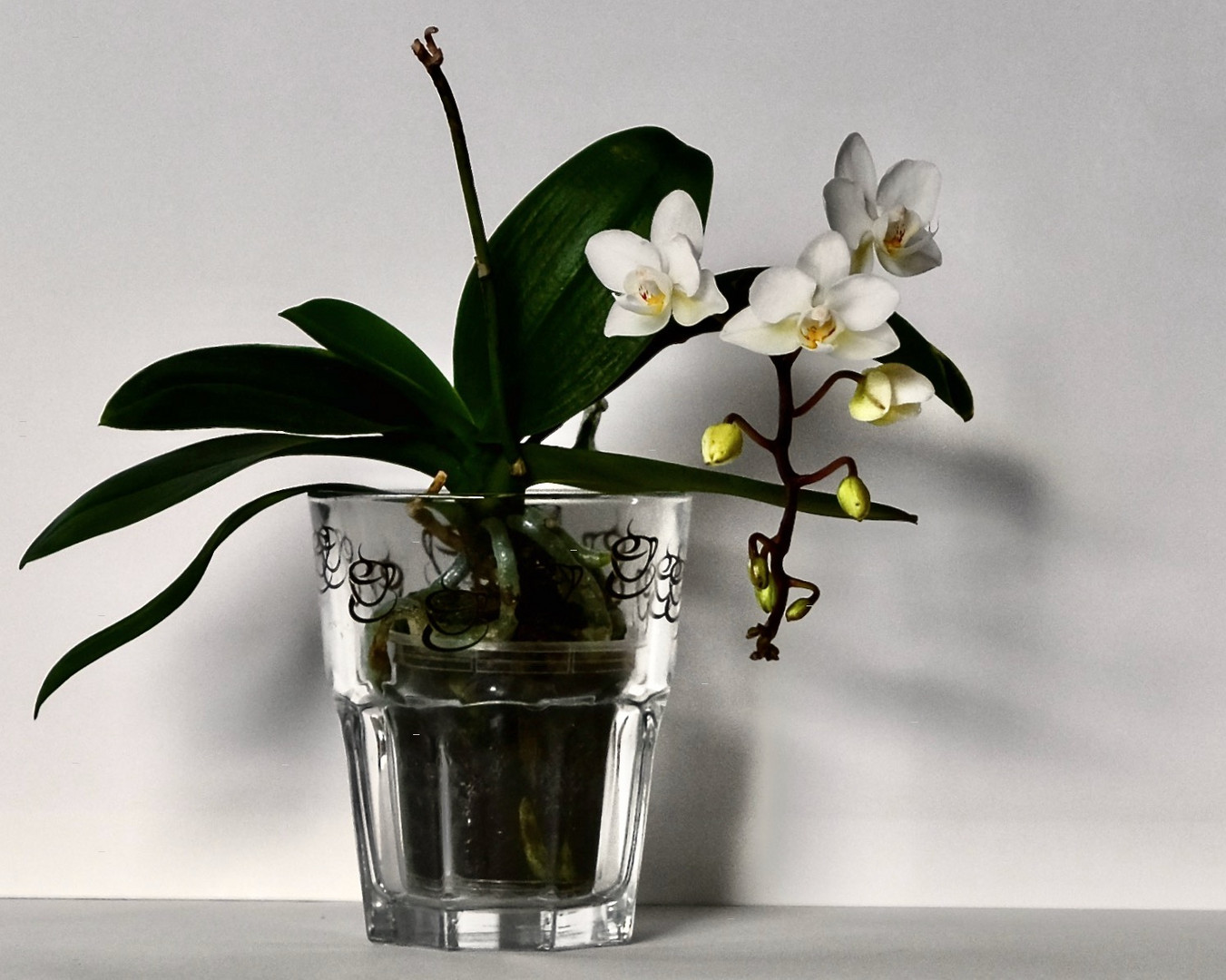 Orchideenblüten