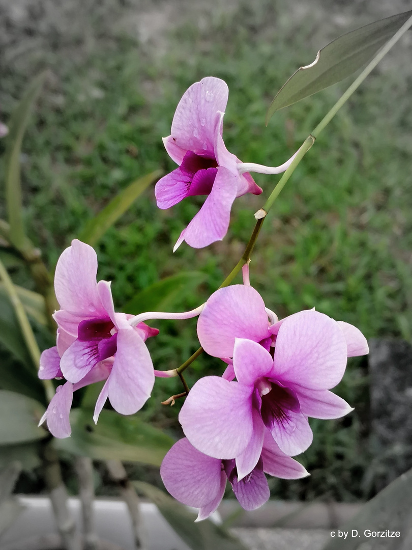 Orchideenblüten !