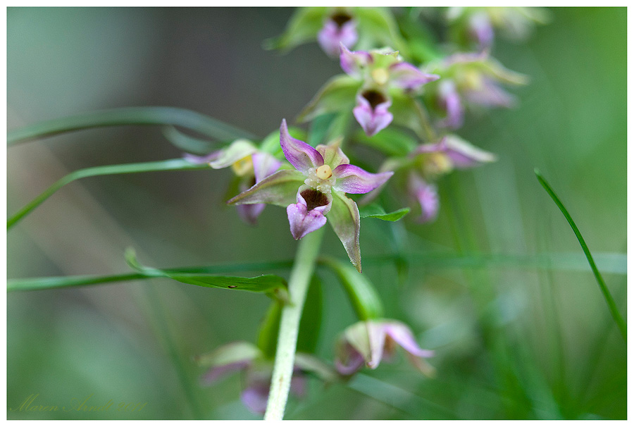 Orchideenblüten