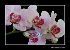 Orchideenblüten