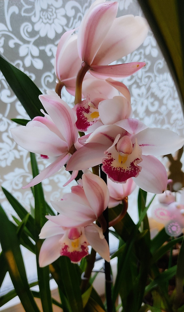 Orchideenblüten ....