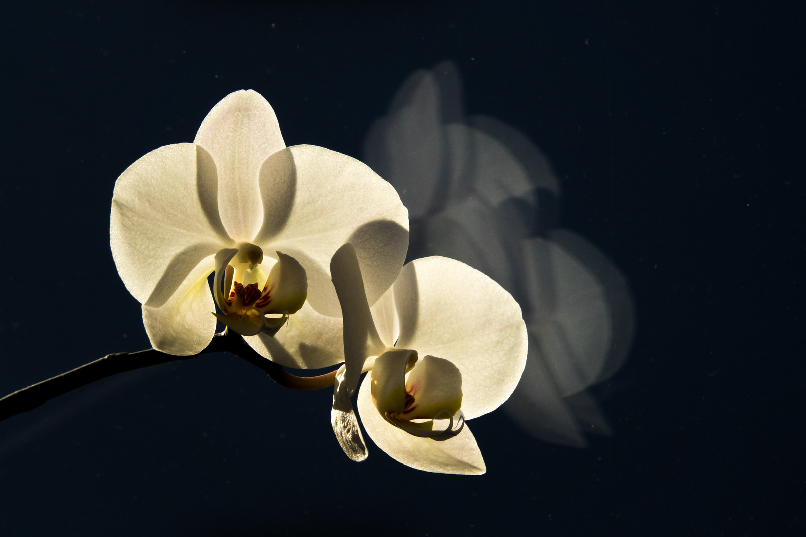 Orchideenblüten