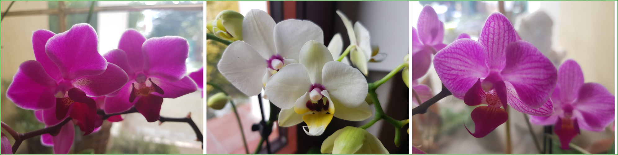 Orchideenblüten am Fenster