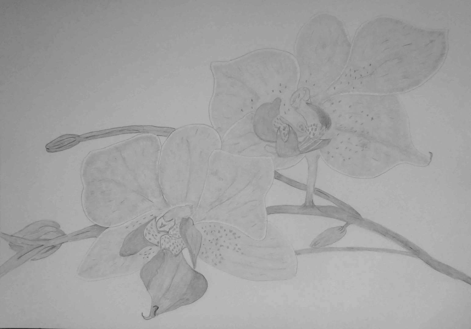 Orchideenblüten - Bleistiftzeichnung
