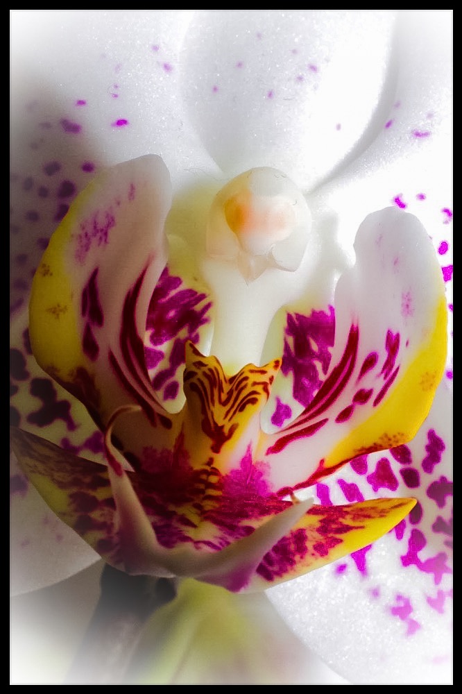 Orchideenblüten Dämon