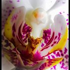 Orchideenblüten Dämon