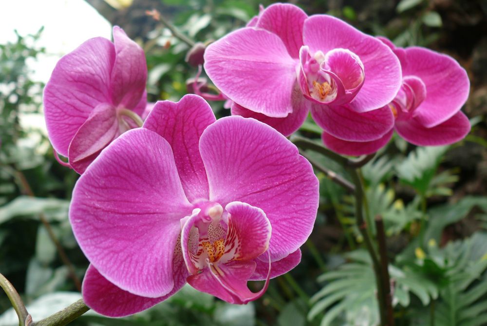 Orchideenblüten ...