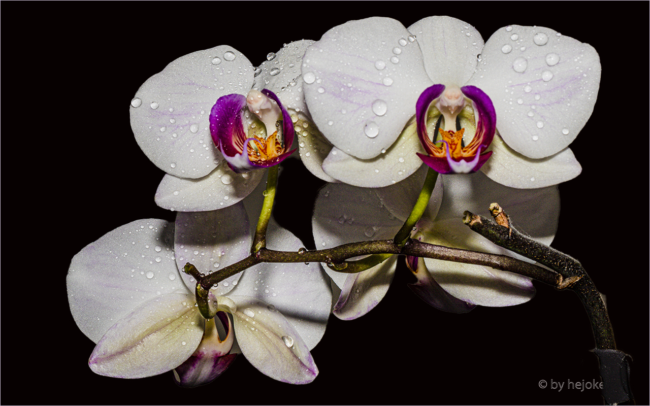 Orchideenblüten  Gattung Phalaenopsis