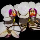 Orchideenblüten  Gattung Phalaenopsis