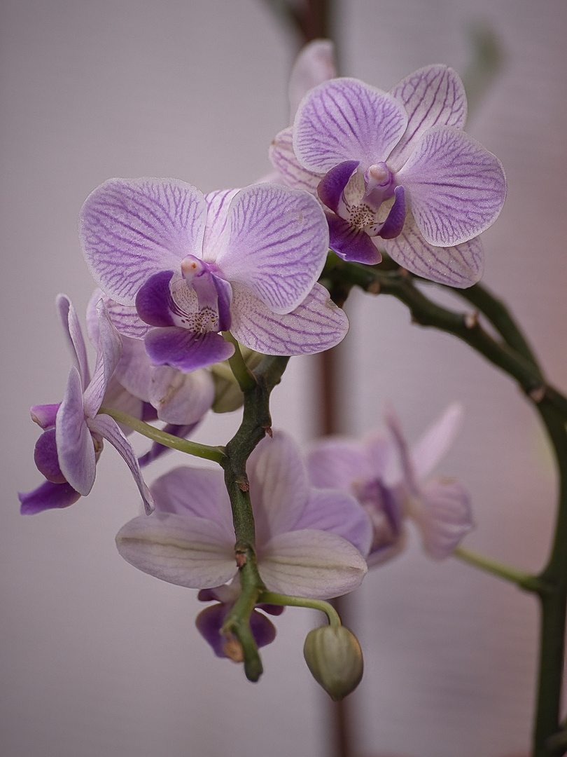 Orchideenblüten II