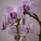 Orchideenblüten II