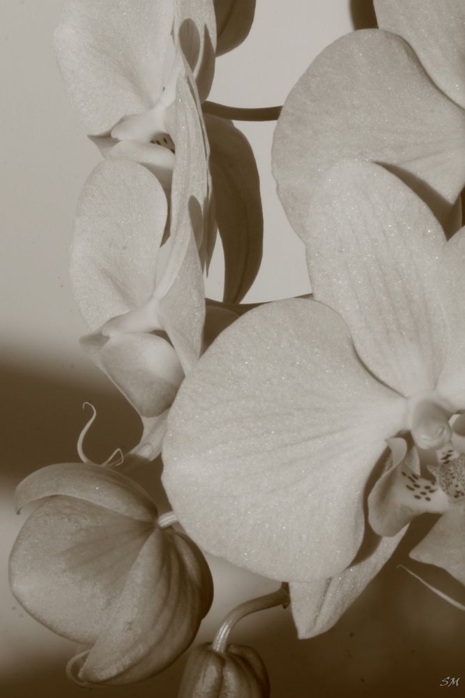 Orchideenblüten II