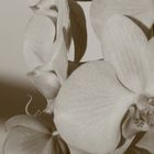Orchideenblüten II