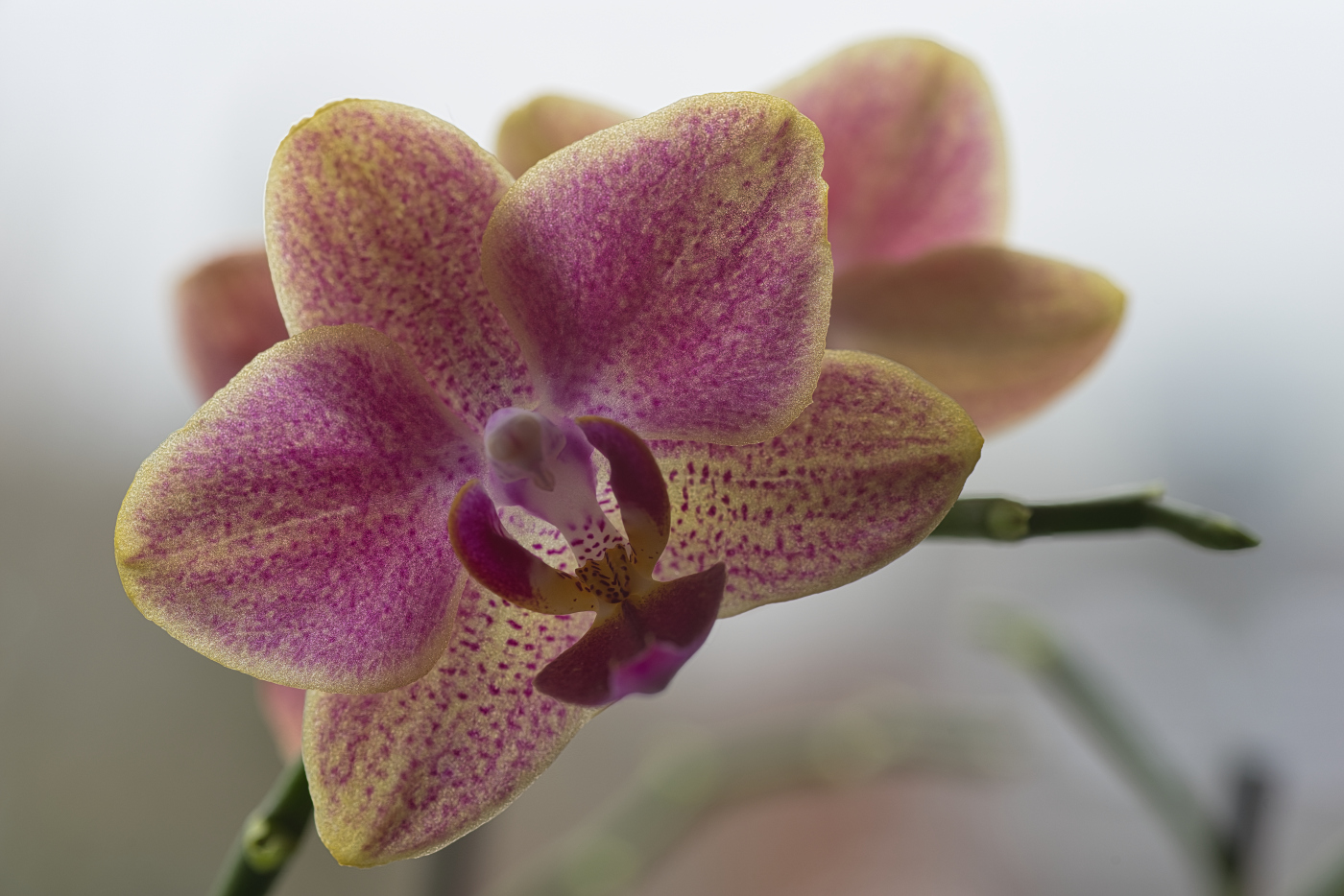 Orchideenblüten III