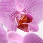 Orchideenblüten Makro #1