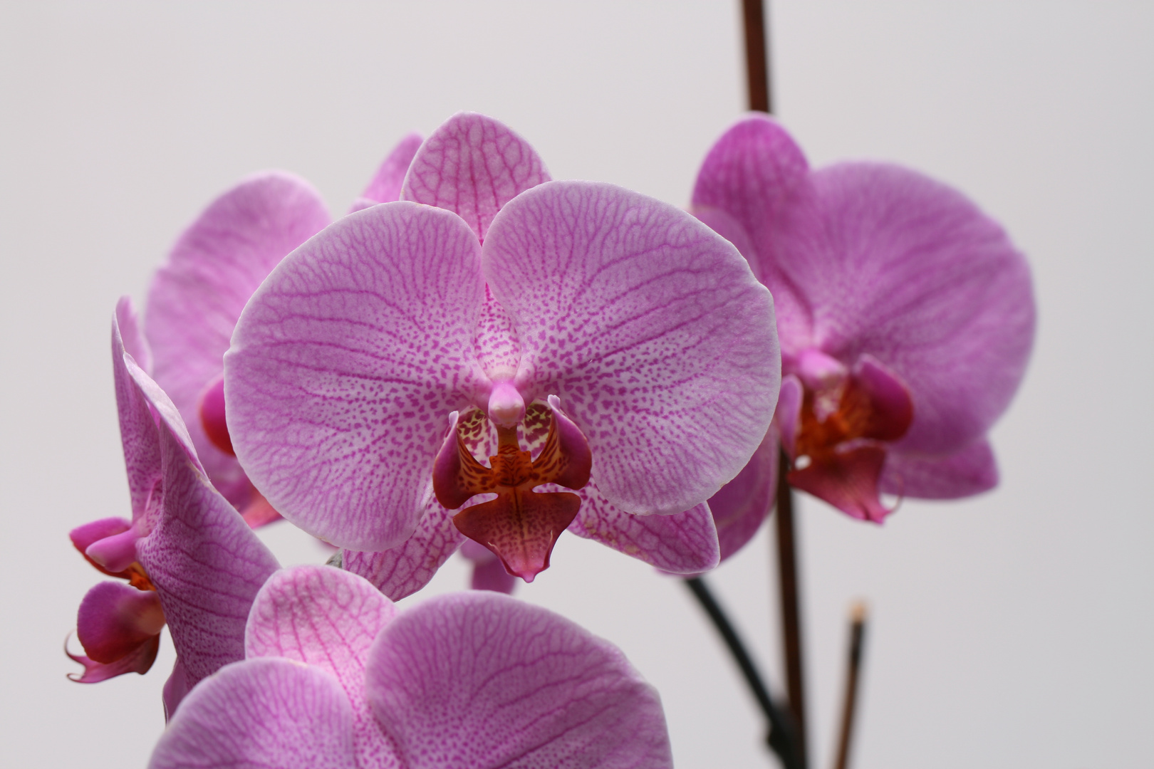 Orchideenblüten Makro #2