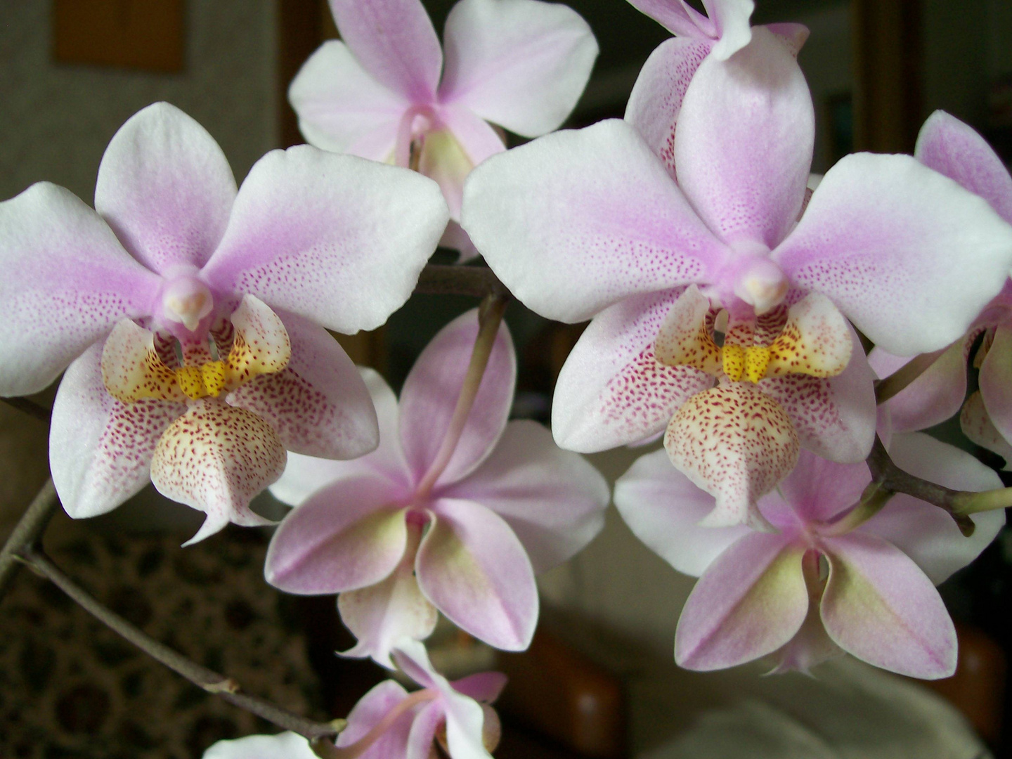 Orchideenblüten (Phalaenopsis)