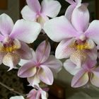 Orchideenblüten (Phalaenopsis)