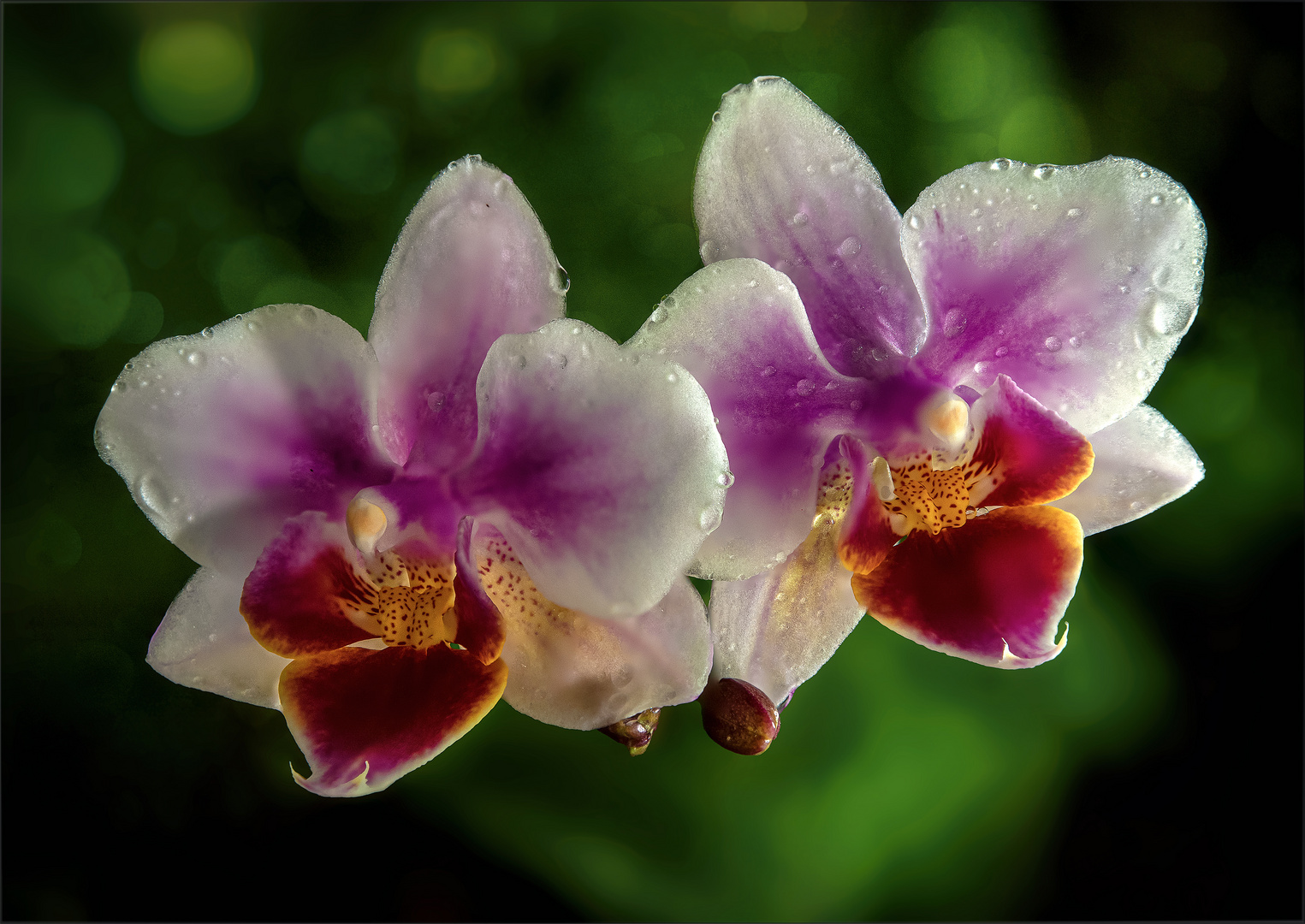 Orchideenblüten - Phalaenopsis