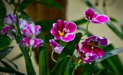 Orchideenblüten pink