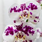 Orchideenblüten V