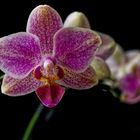 Orchideenblüten VI