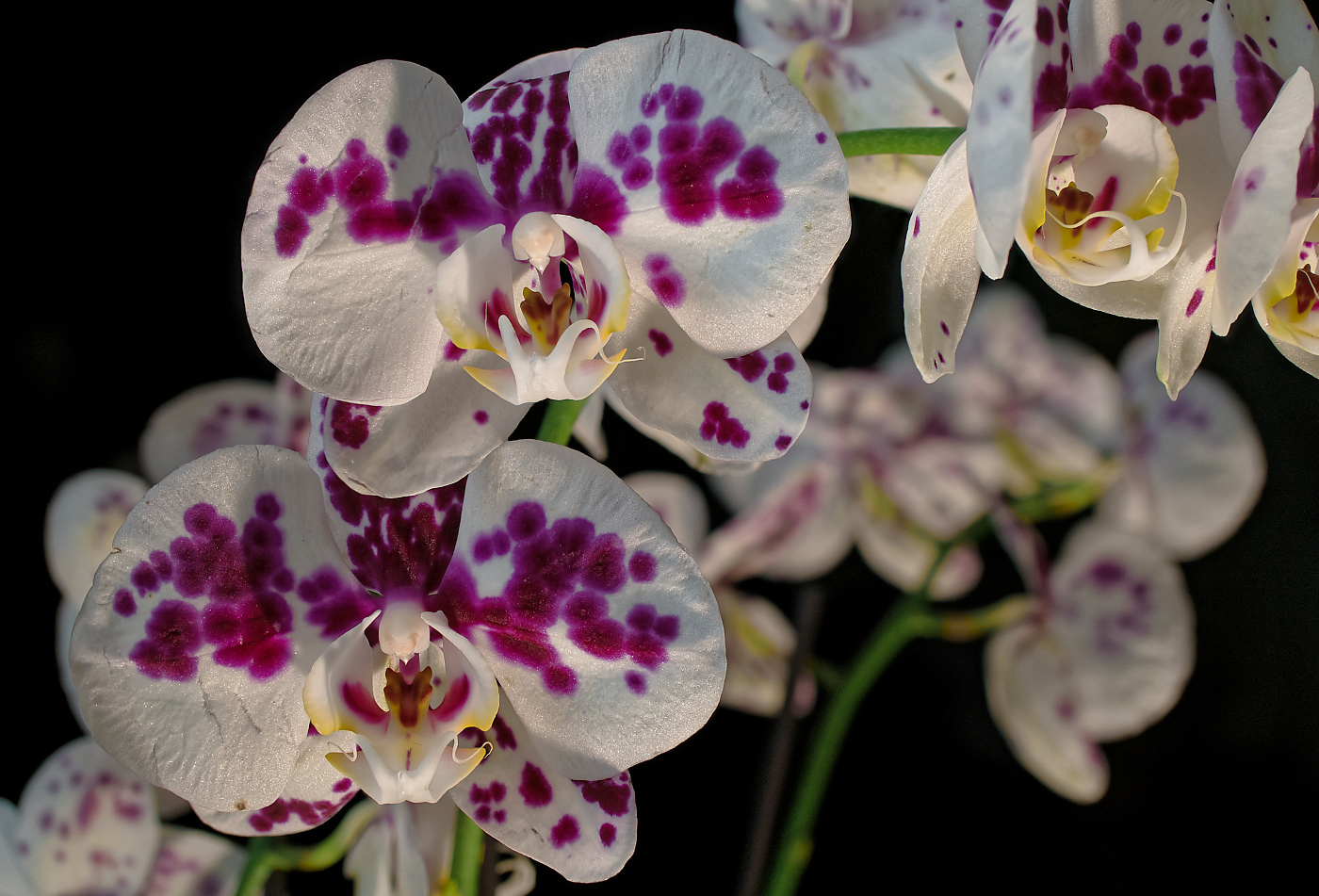 Orchideenblüten VII