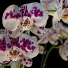 Orchideenblüten VII