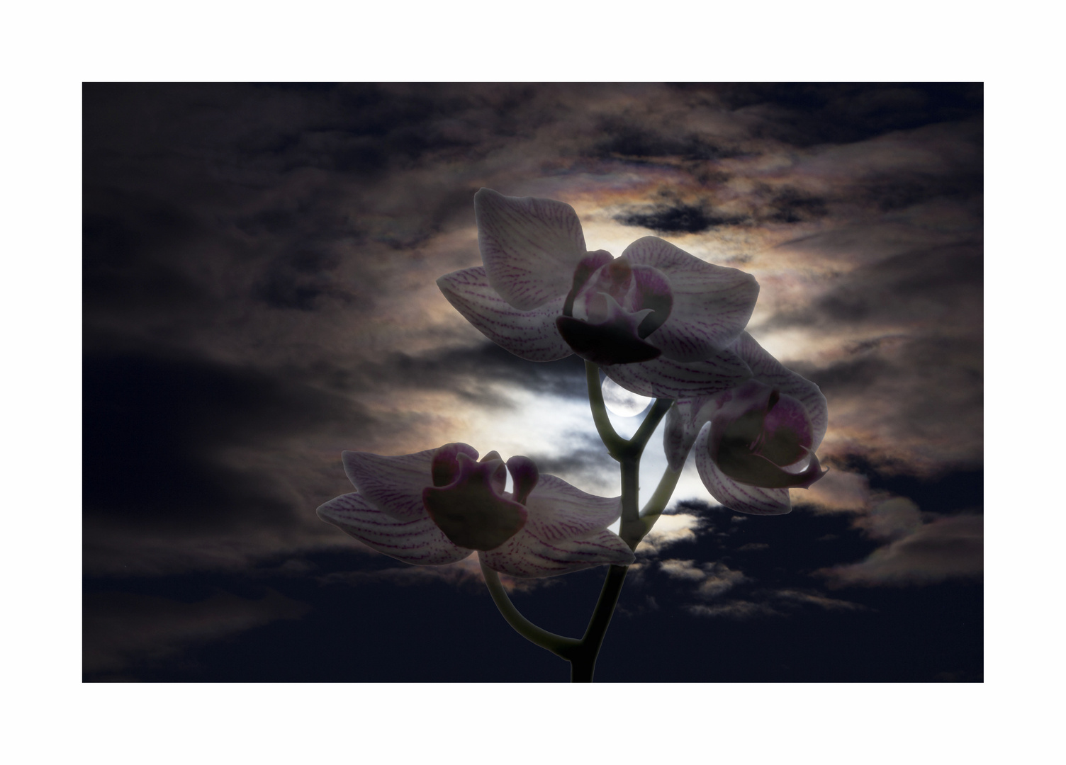 Orchideenblüten vor dem Mond.