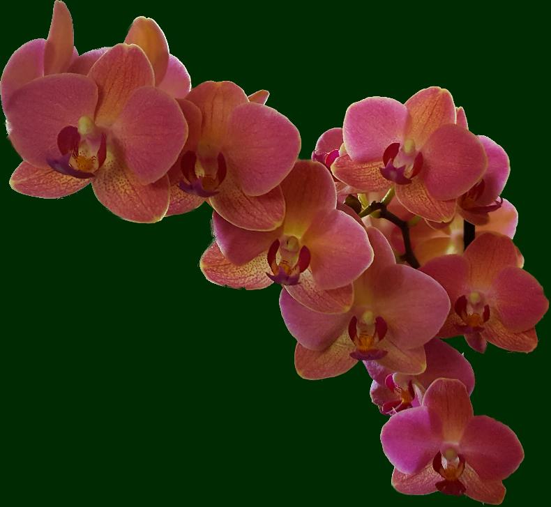 Orchideenblüten zum Mittwoch 
