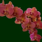 Orchideenblüten zum Mittwoch 