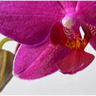 Orchideendetail...