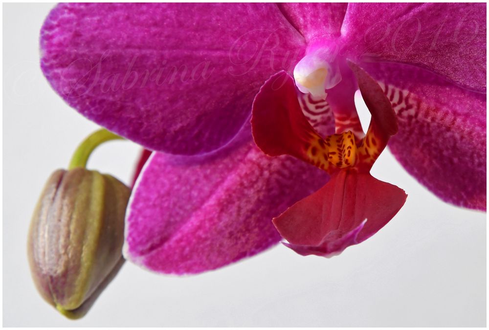 Orchideendetail...