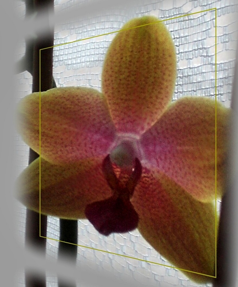 Orchideendia