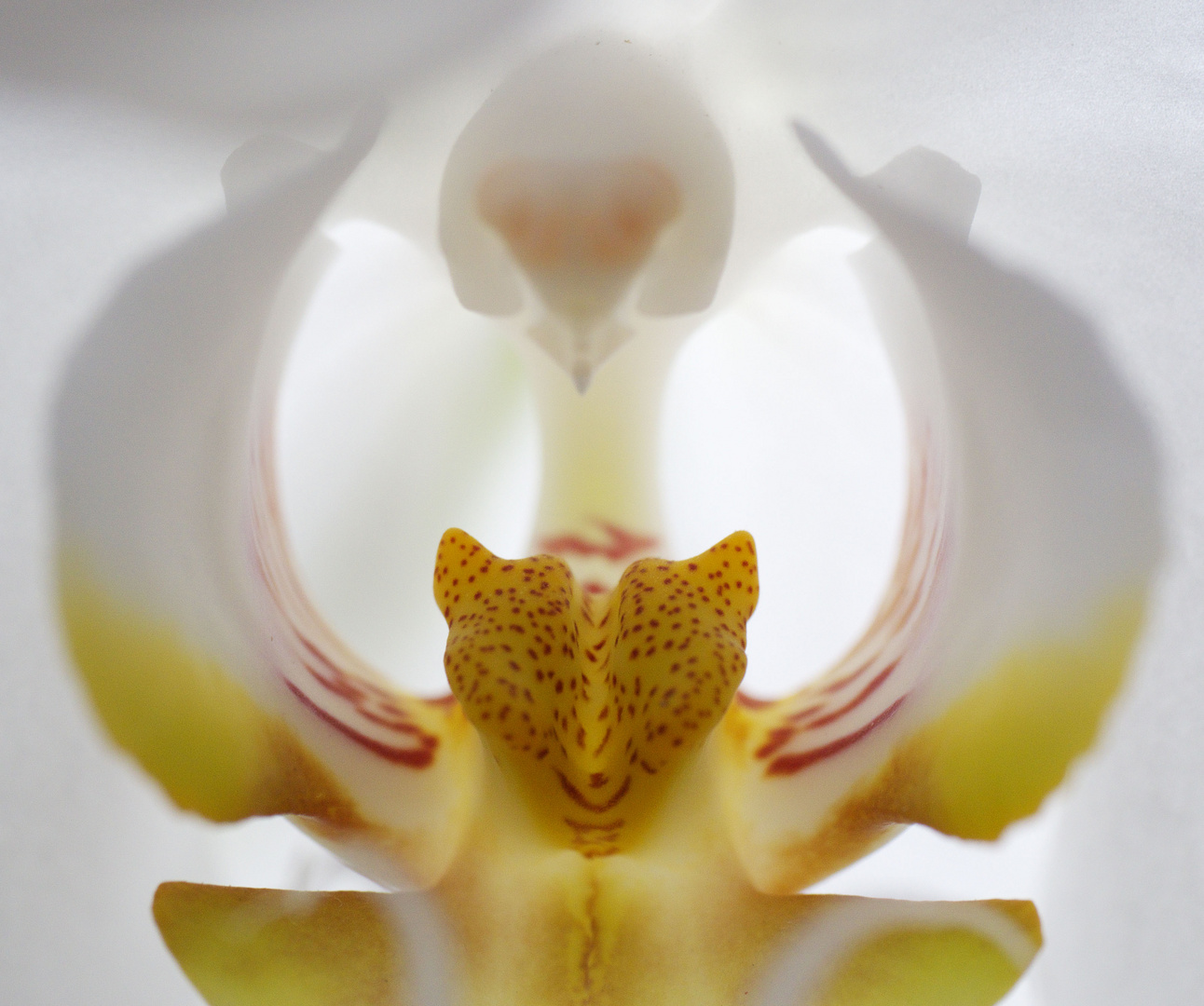 Orchideeneinblick
