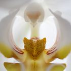 Orchideeneinblick