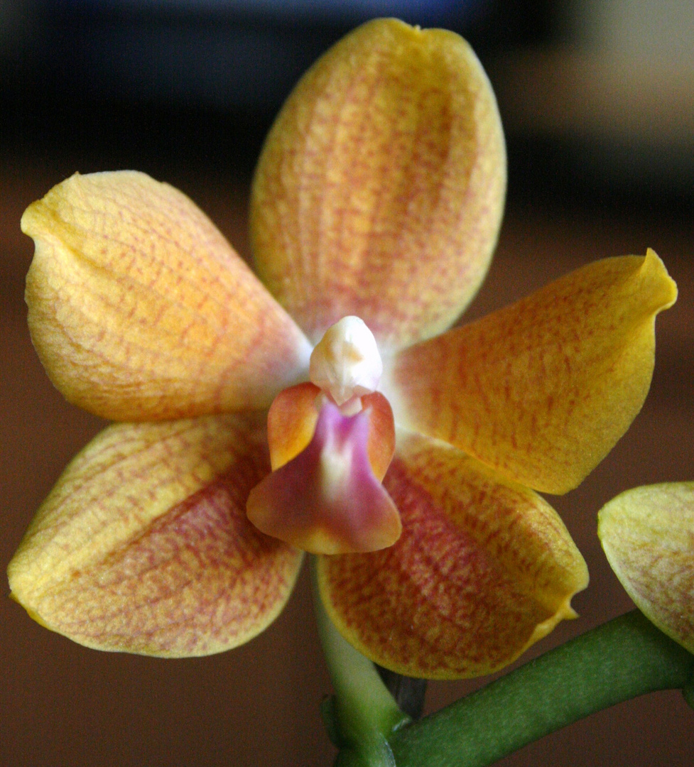 orchideenenengel