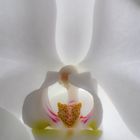 Orchideenengel