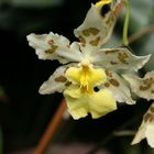 Orchideenengel